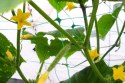 BRADAS SIATKA PODPORA DO ROŚLIN PNĄCYCH PLANT NET 2x20m