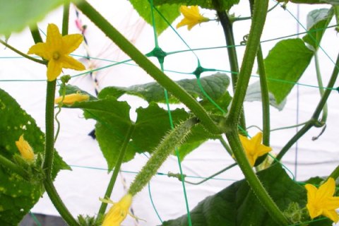 BRADAS SIATKA PODPORA DO ROŚLIN PNĄCYCH PLANT NET 2x20m